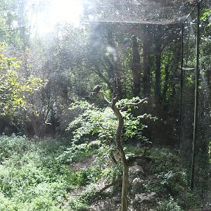 Kites Aviary (both Black Kite and Red Kite are signed)