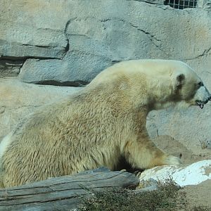 Entry Plaza - Polar Bear