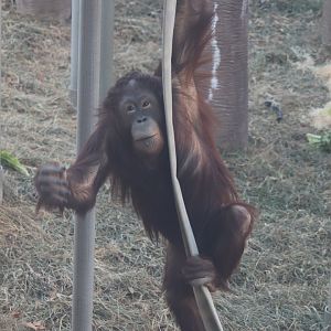 Tiger Trail - Bornean Orangutan
