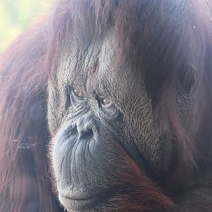 Tiger Trail - Bornean Orangutan