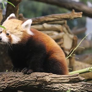 Tiger Trail - Red Panda