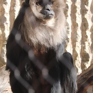 Tiger Trail - Lion-Tailed Macaque