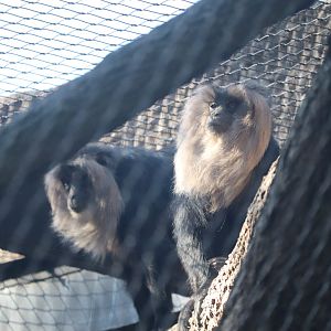 Tiger Trail - Lion-Tailed Macaque