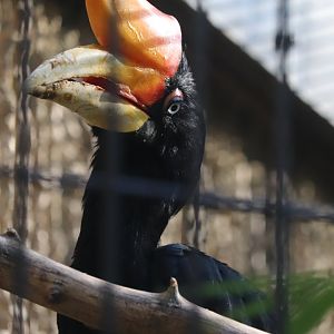 Tiger Trail - Rhinoceros Hornbill
