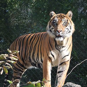 Tiger Trail - Sumatran Tiger