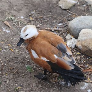 Birds of Australia - Ruddy Shelduck