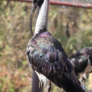 Birds of Australia - Straw-Necked Ibis