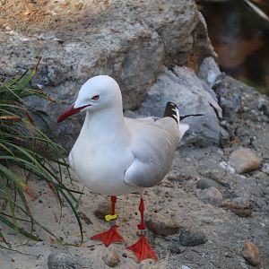 Birds of Australia - Silver Gull