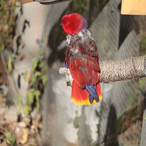 Birds of Australia - Eclectus Parrot