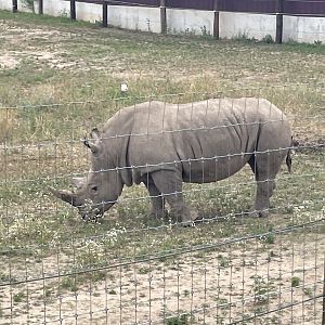 7/23/2022 - White Rhino