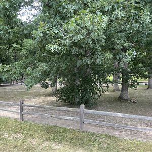 7/23/2022 - African Spurred Tortoise Habitat
