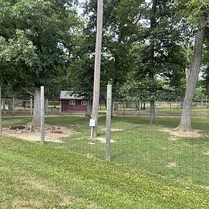 7/23/2022 - Red Kangaroo Habitat