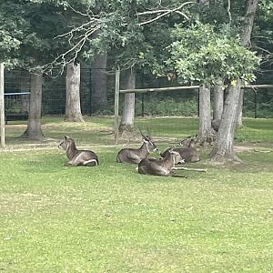 7/23/2022 - Waterbuck