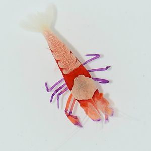 Emperor shrimp (Zenopontonia rex)