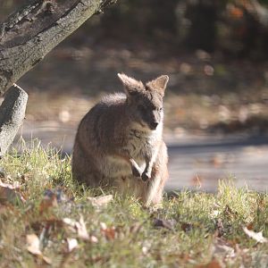 Australia - Parma Wallaby
