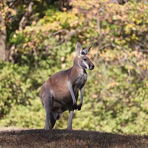 Australia - Red Kangaroo