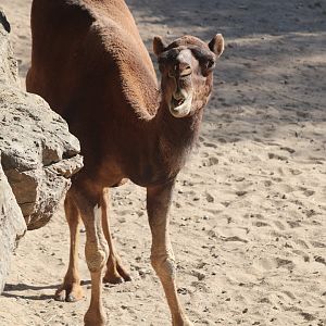 Australia - Dromedary Camel
