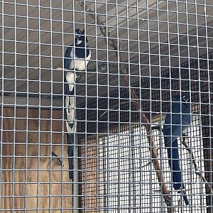 7/23/2022 - Bird Species ID?