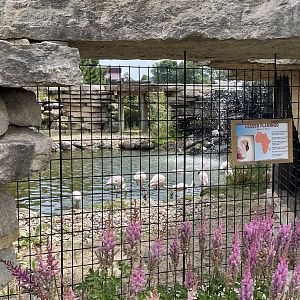 7/23/2022 - Lesser Flamingo Exhibit
