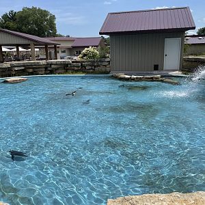 7/23/2022 - African Penguin Exhibit