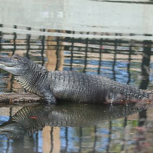 KidZone - American Alligator