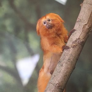 Discovery Barn - Golden Lion Tamarin