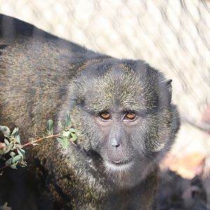 KidZone - Allen's Swamp Monkey