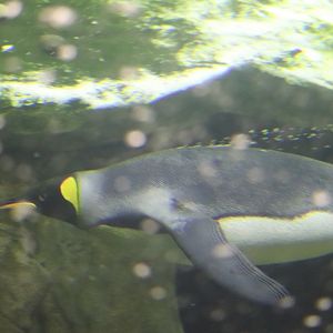 Penguin Plaza - King Penguin