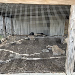7/23/2022 - Abyssinian Ground Hornbill Cage