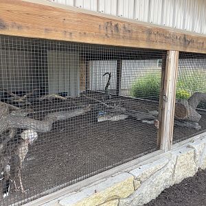 7/23/2022 - Red-Legged Seriema Cage