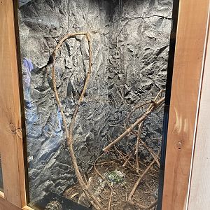 7/23/2022 - Spider Tortoise Terrarium