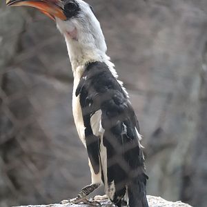 Tropics - Von Der Decken’s Hornbill