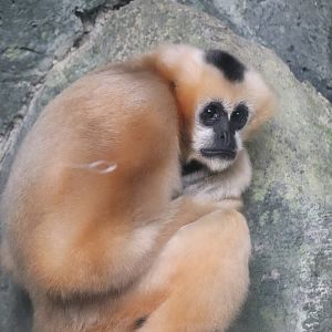 Tropics - Northern White-Cheeked Gibbon