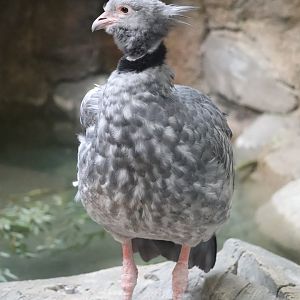 Tropics - Southern Screamer