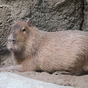 Tropics - Capybara