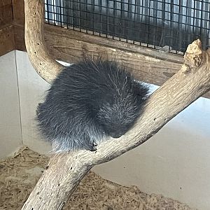 7/23/2022 - Baby North American Porcupine