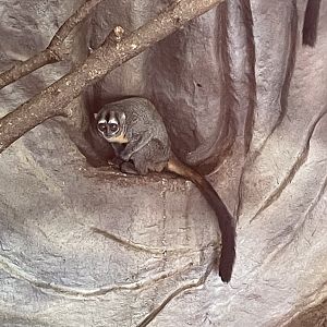 7/23/2022 - Douroucouli