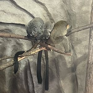 7/23/2022 - Douroucoulis