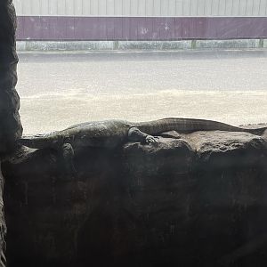 7/23/2022 - Nile Monitor