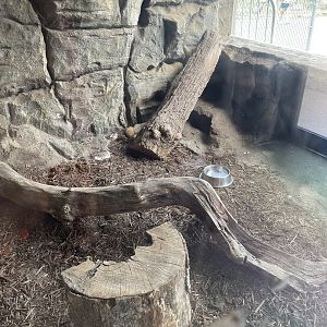 7/23/2022 - Fennec Fox Exhibit