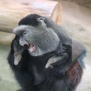 Tropics - Stuhlmann’s Blue Monkey