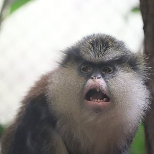 Tropics - Mona Monkey