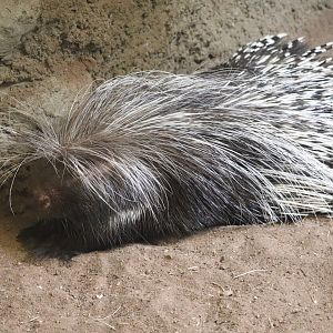 Tropics - Cape Porcupine