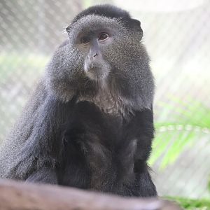 Tropics - Stuhlmann’s Blue Monkey