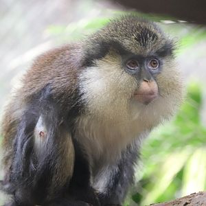 Tropics - Mona Monkey