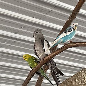 7/23/2022 - Budgies & Cockatiel