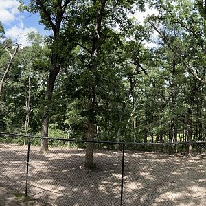 7/23/2022 - Lowland Anoa Habitat