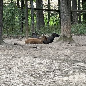 7/23/2022 - Lowland Anoas