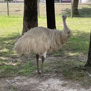 7/23/2022 - White Emu