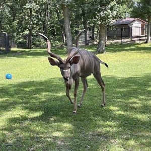 7/23/2022 - Greater Kudu Close-Up